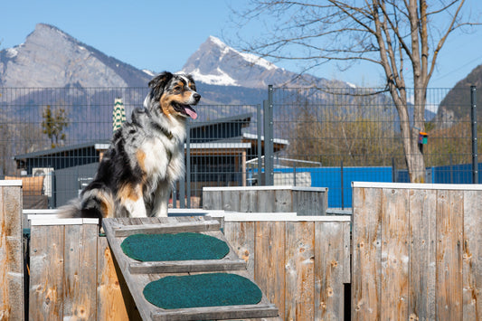 Australian Shepherd dog sitting on a wooden obstacle during a dog training workshop in the Switzerland, with mountain peaks and blue sky in the background.