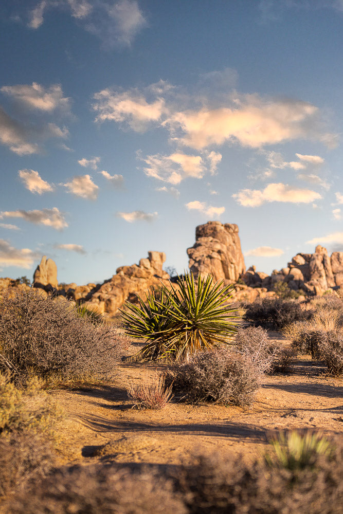 Golden hour in Joshua Tree National Park, featuring a spiky yucca plant in the foreground, surrounded by dry desert shrubs and rugged rock formations under a pastel sky.